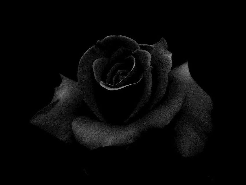Rosa Negra, flores negras fondo de pantalla | Pxfuel