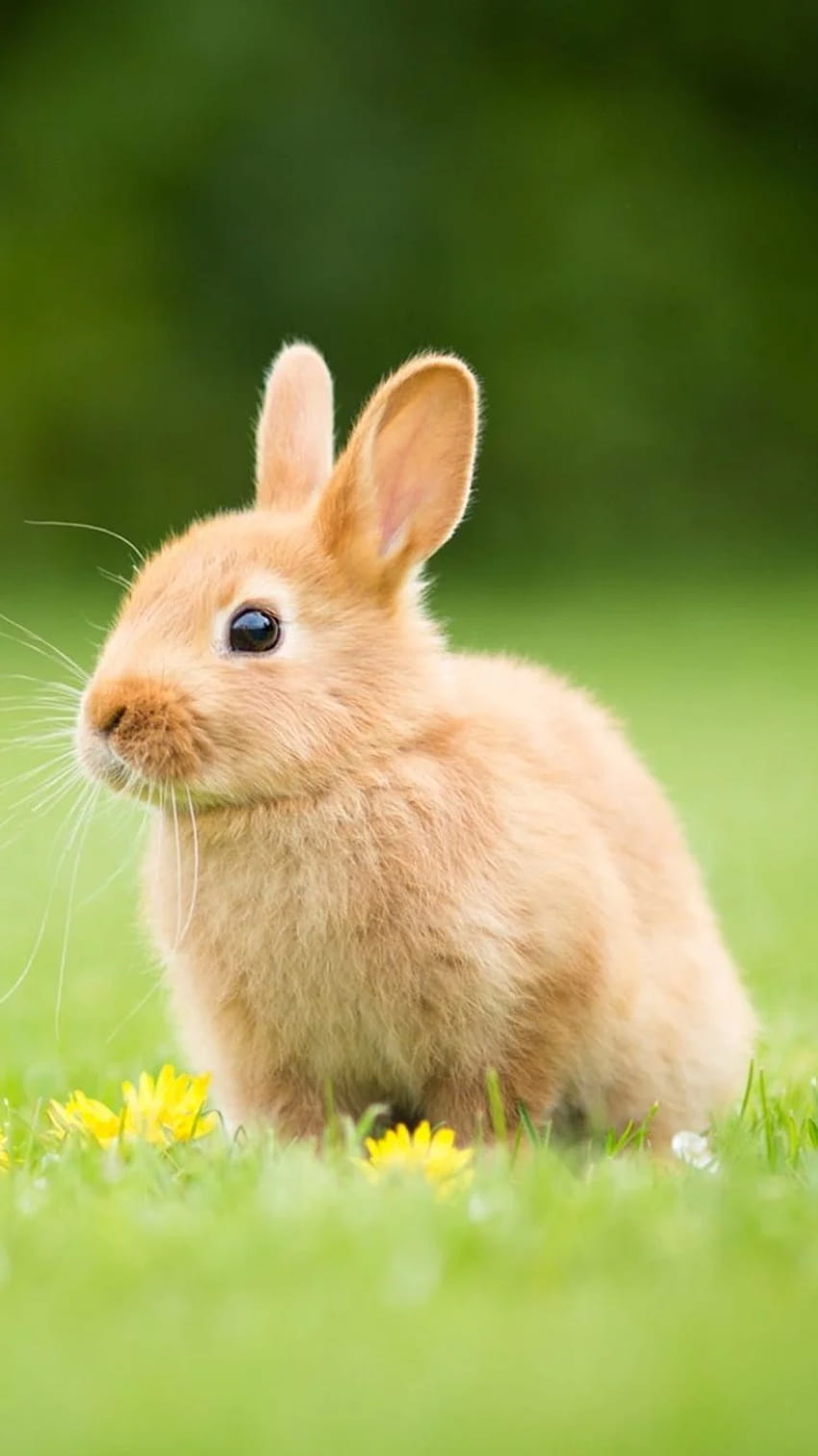 Animal/Rabbit, rabbit mobile HD phone wallpaper