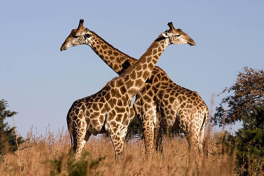 Giraffa Sfondo HD