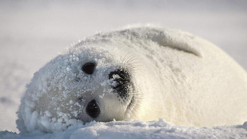 Baby harp seal: Harp seals spend most of their time diving and, baby animal seals HD wallpaper