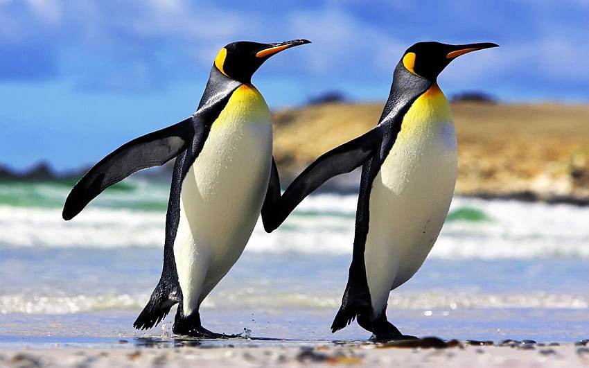 Animals Penguins Couple Emperor Wild Animal, penguins animal HD wallpaper