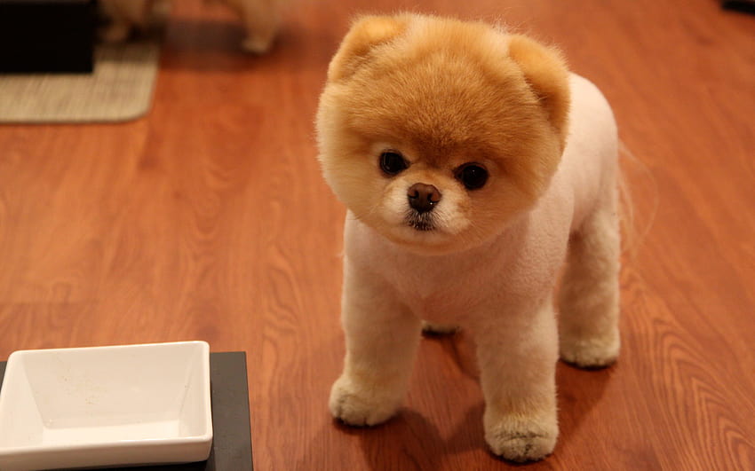 : Cute little dog, cute little dogs HD wallpaper
