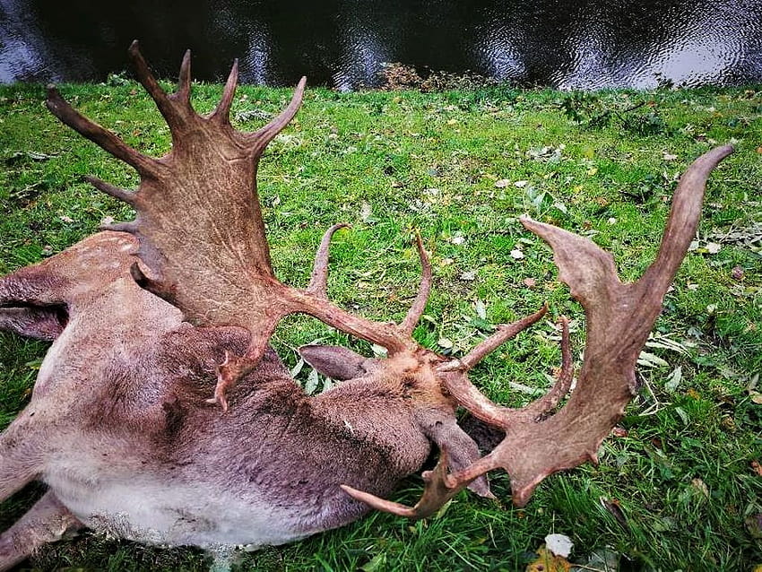 Poland: Fallow Deer – Taiga International Outfitters HD wallpaper