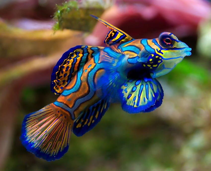 Le poisson-mandarin ou dragonnet mandarin, poisson aux couleurs vives Fond d'écran HD