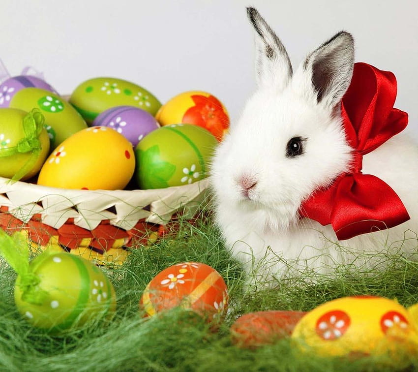 Big red ribbon on a fluffy Easter bunny, cool easter bunny HD wallpaper
