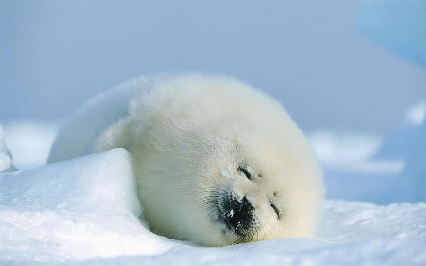 baby seals HD wallpaper