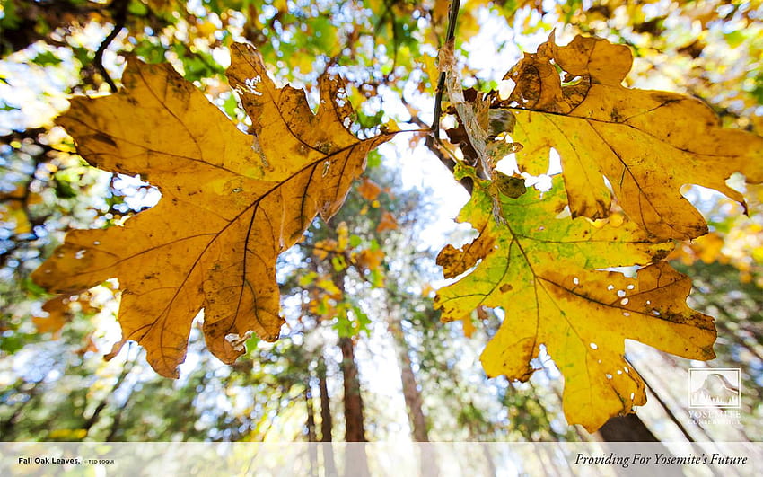 Fall Oak Leaves HD wallpaper