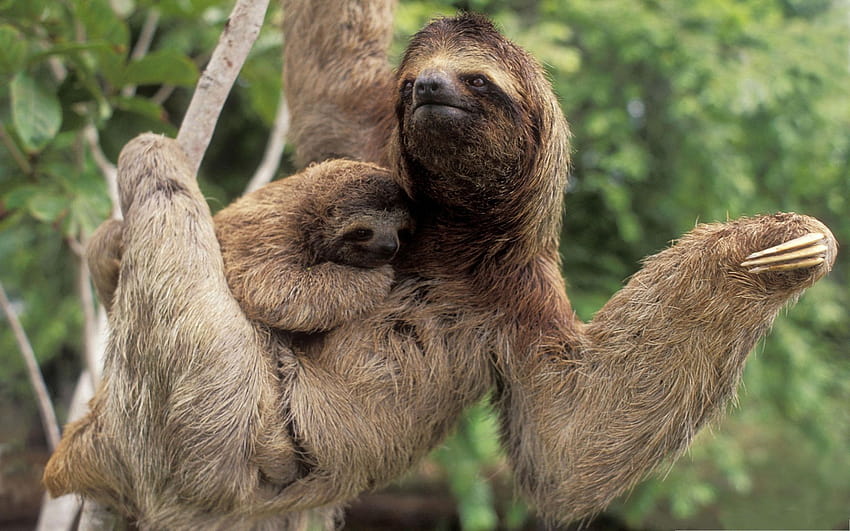 sloth arms, two toed sloths HD wallpaper