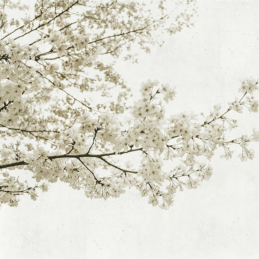 Coordonne Blossom Almond Tree Roll HD phone wallpaper