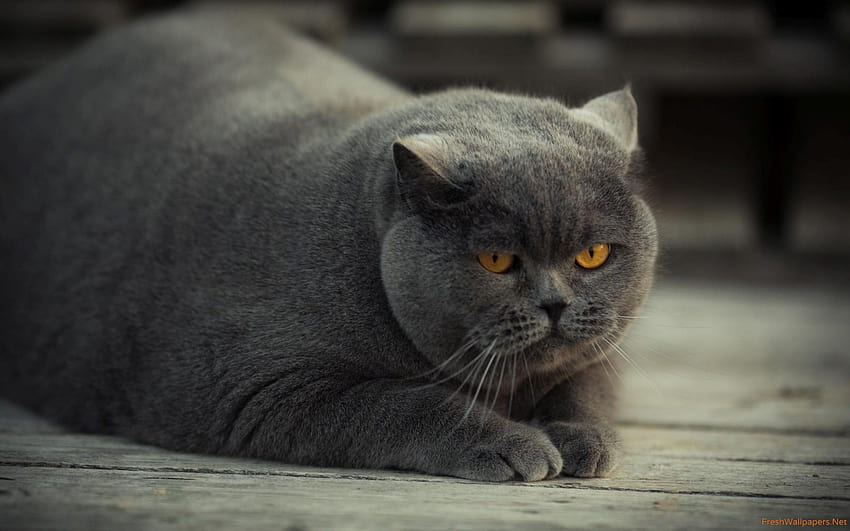 Fat Cat posté par Ethan Johnson, chat gris Fond d'écran HD