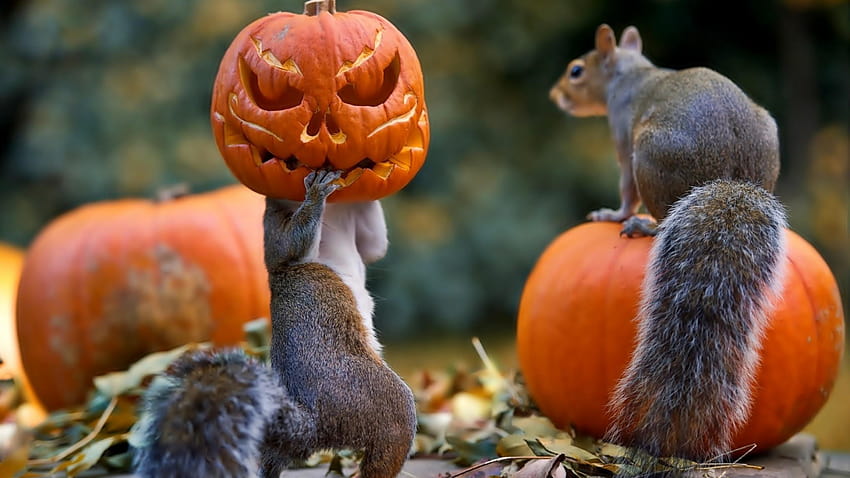 Funny Squirrel with Halloween Pumpkin Face Mask HD wallpaper