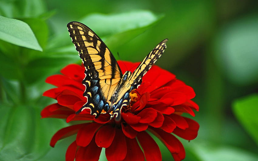 1776 papillon sur fleur rouge, papillon sur fleur Fond d'écran HD