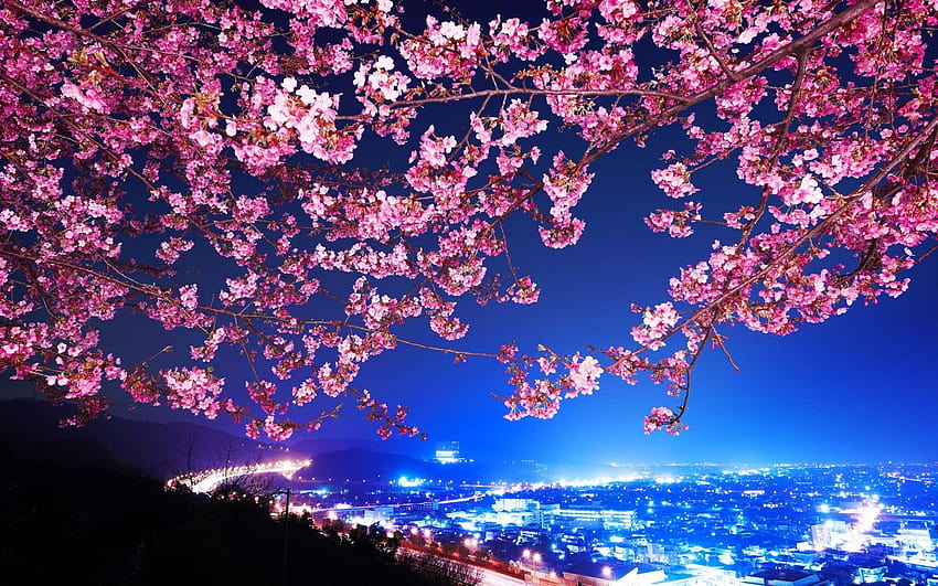 Cherry Blossom Tree at Night, sakura night HD wallpaper