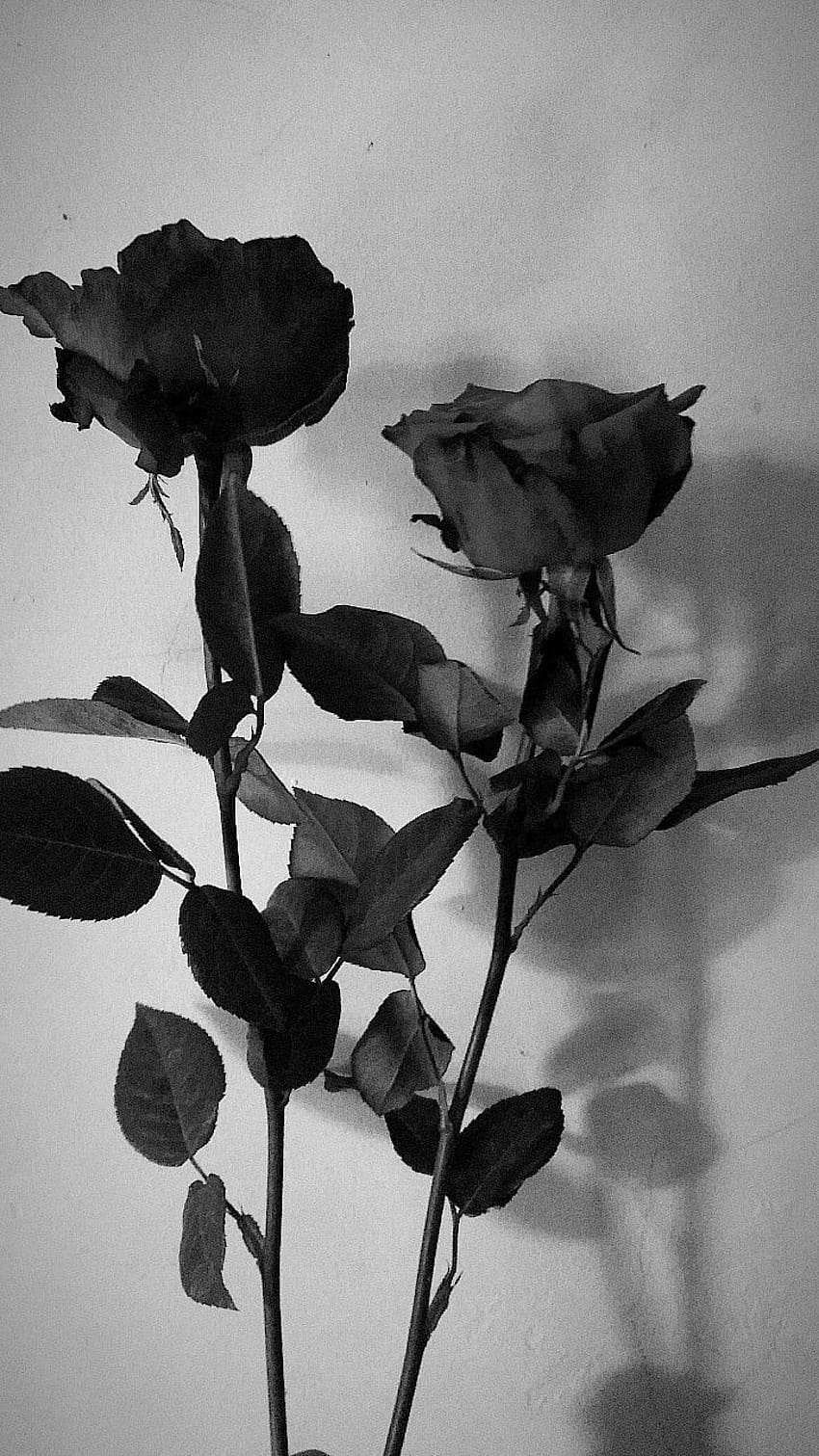 bunga mawar,bunga,putih,grafi monokrom,hitam dan putih,kelopak,tanaman,batang tanaman,mawar,tanaman berbunga,daun wallpaper ponsel HD