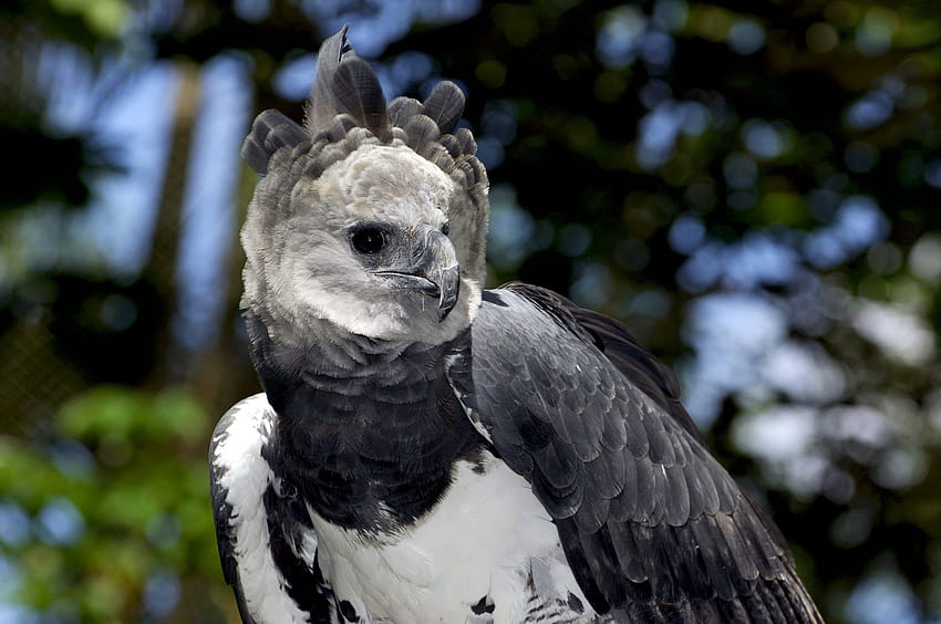 Harpy Eagle Backgrounds, águia filipina papel de parede HD