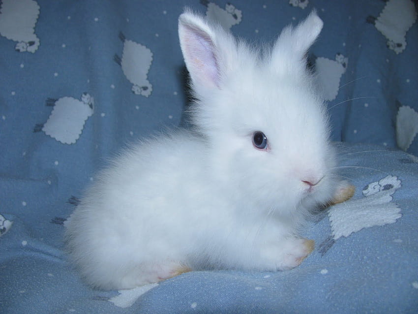 white baby bunny with blue eyes