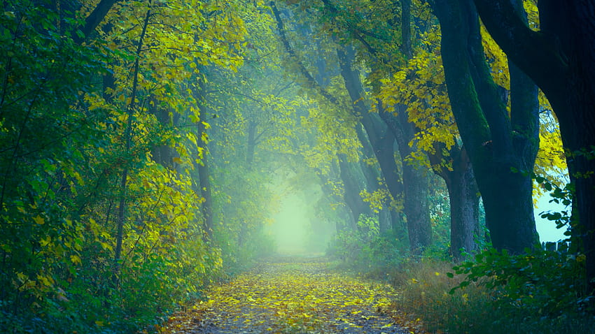 Forest , Path, Foggy, Foliage, Spring, Yellow leaves, Nature, spring forest path HD wallpaper