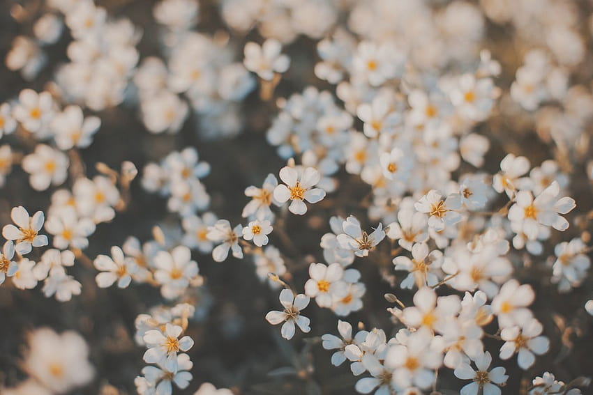 Instagram, macbook w estetyce wiosennych kwiatów Tapeta HD