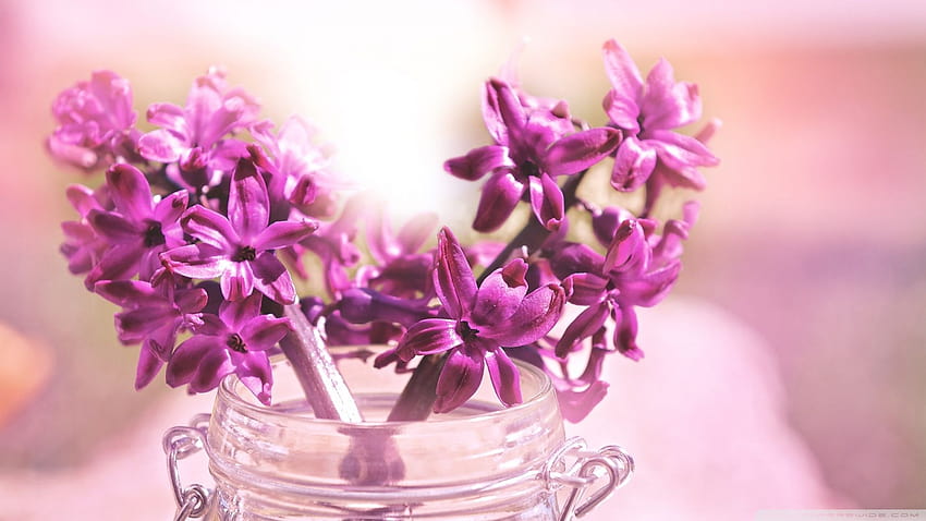 Purple Hyacinth Bouquet Ultra Backgrounds for, violet hyacinths flowers HD wallpaper