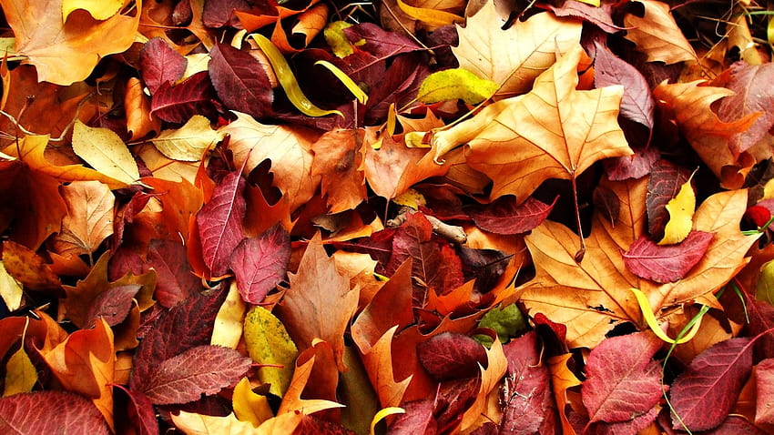 Autumn Leaves, brown autumn leaf HD wallpaper