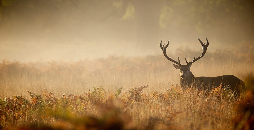 stag ,wildlife,nature,atmospheric phenomenon,sky,antler, red stag HD wallpaper
