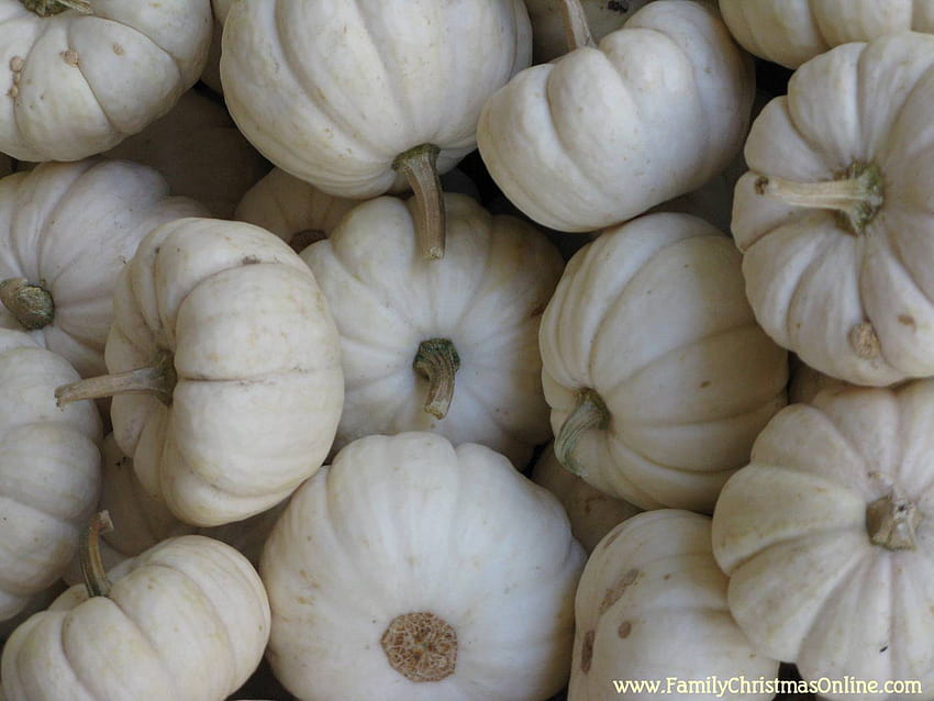 White Pumpkin Photos Download The BEST Free White Pumpkin Stock Photos   HD Images