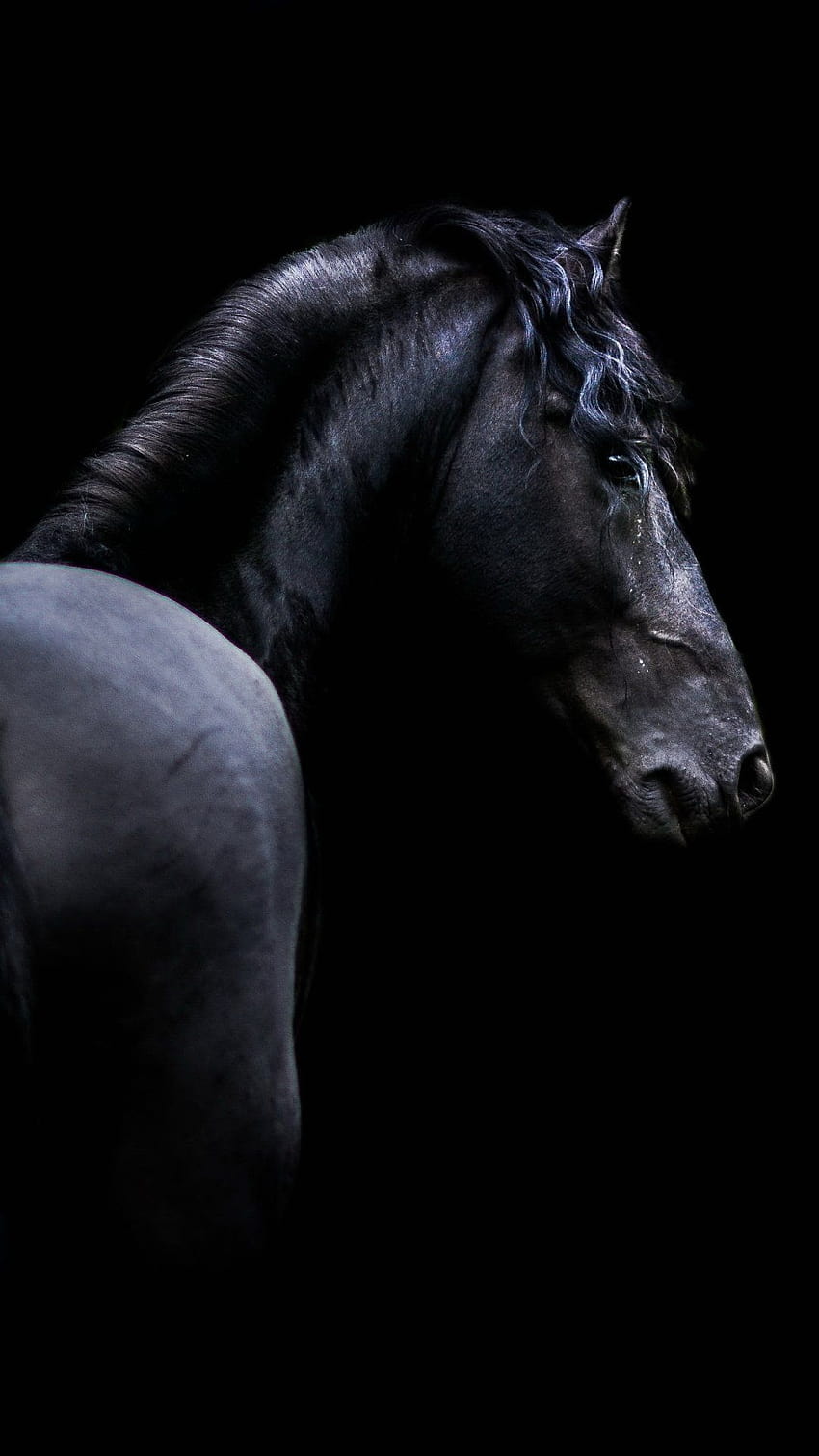 schwarzes Pferd iphone HD-Handy-Hintergrundbild