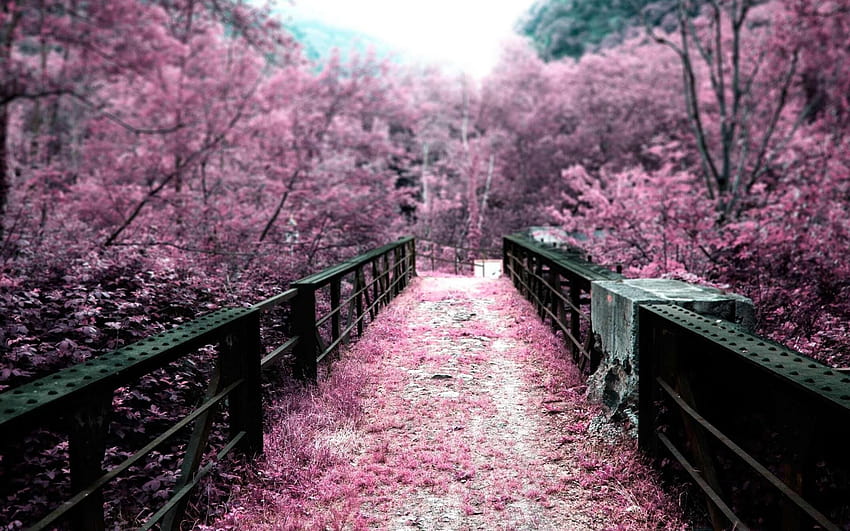 Pink Nature Scenery Walljpegcom, pink scenery HD wallpaper | Pxfuel