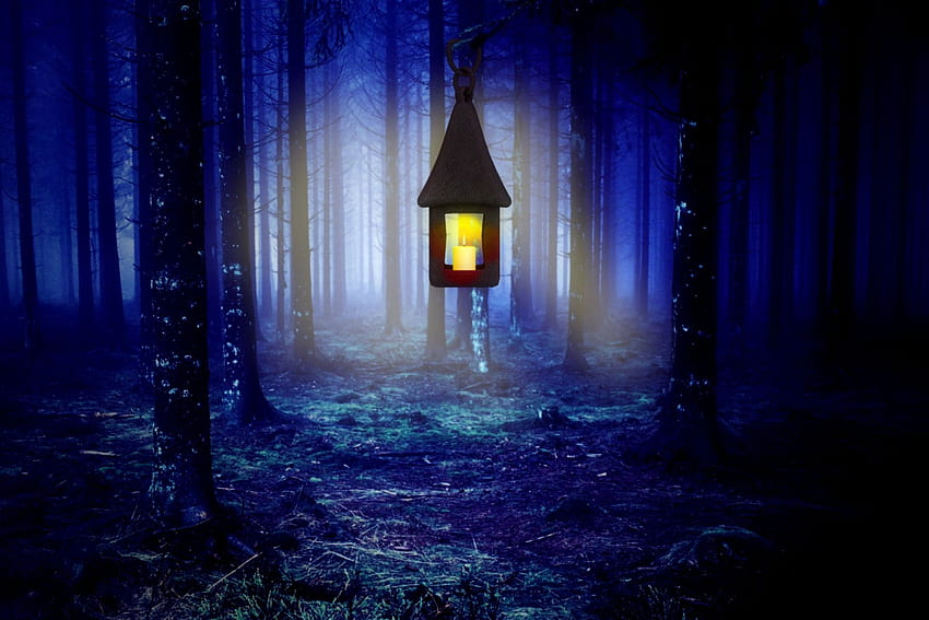 di notte, foresta, lampada, luce, scintillio, lanterna illumina la foresta della sera Sfondo HD
