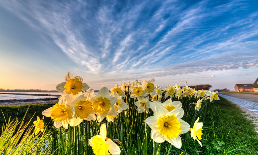 Grafik selektif bunga Narcissus putih di dekat tepi air, musim semi daffodil belanda Wallpaper HD