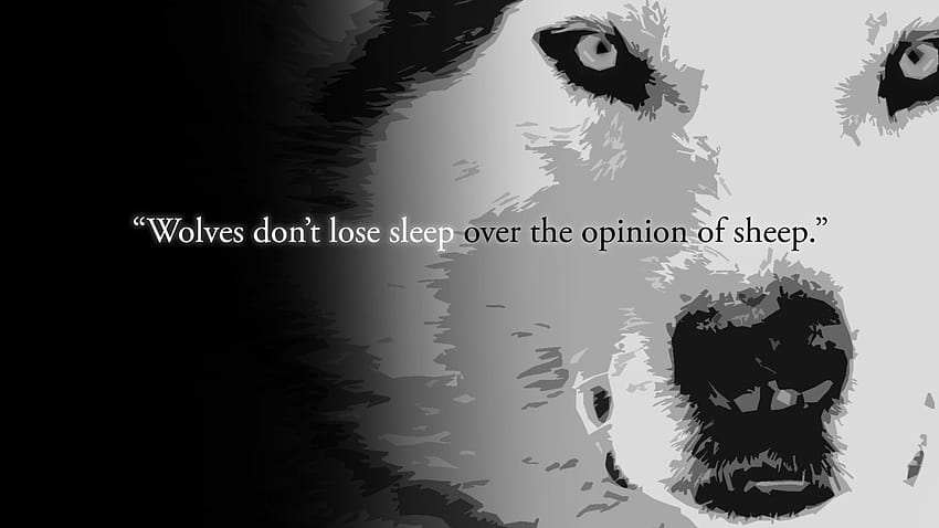 Los lobos no pierden el sueño por la opinión de las ovejas., citas de peleas de lobos fondo de pantalla
