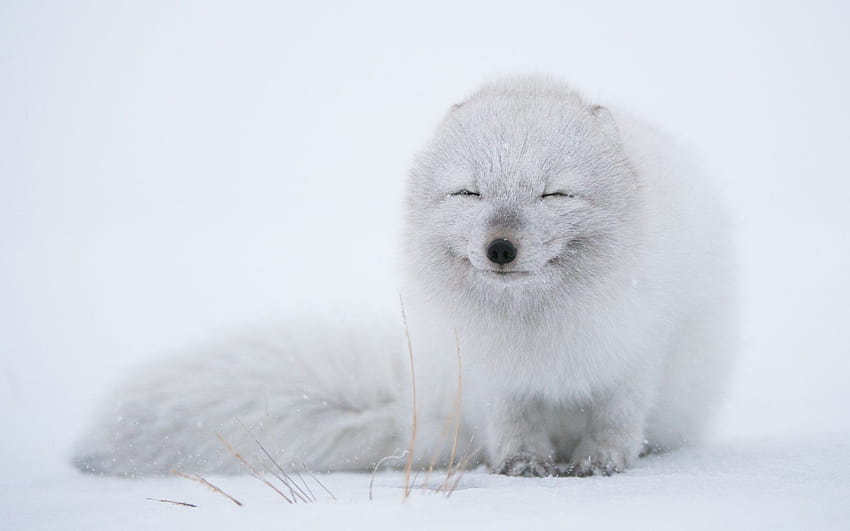 Animal Arctic Fox Cute Snow Snowfall White Winter, winter fox HD wallpaper