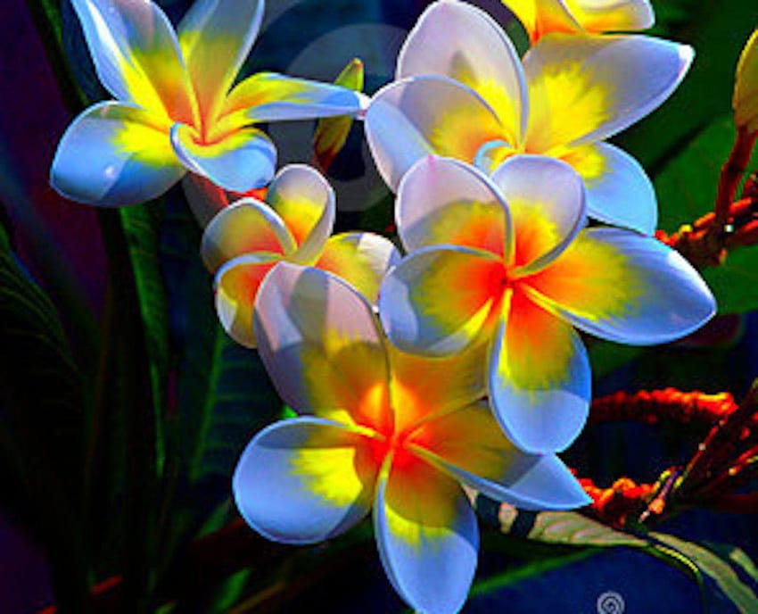 Flowers: Flowers Beautiful Colored Temple Plumeria Nature Flower, beautiful colorful flowers HD wallpaper
