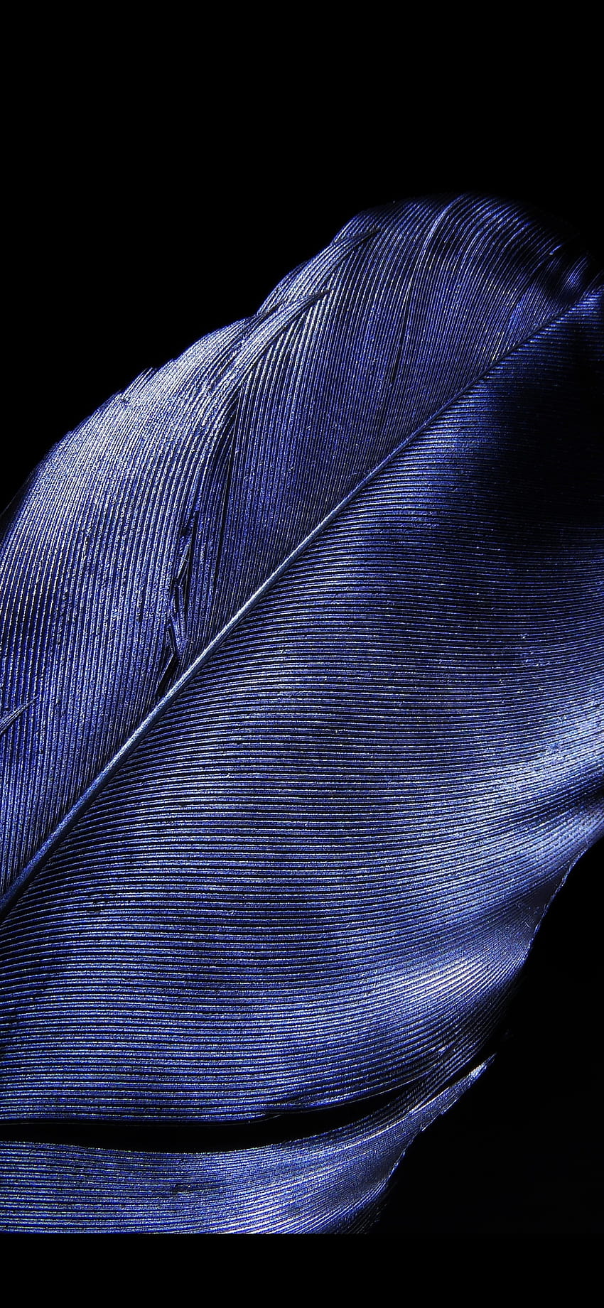 1125x2436 leaf, feather, blue, dark black, blue leaf iphone HD phone wallpaper