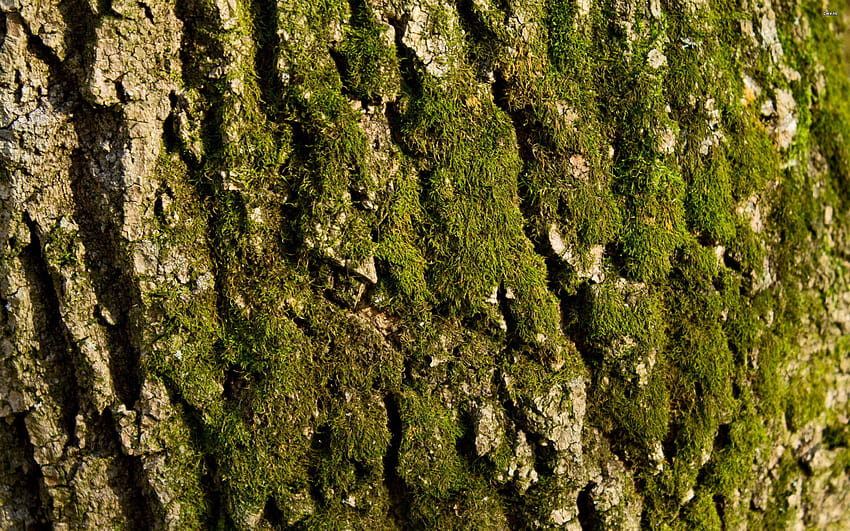 Mossy Tree Bark 418464 HD wallpaper