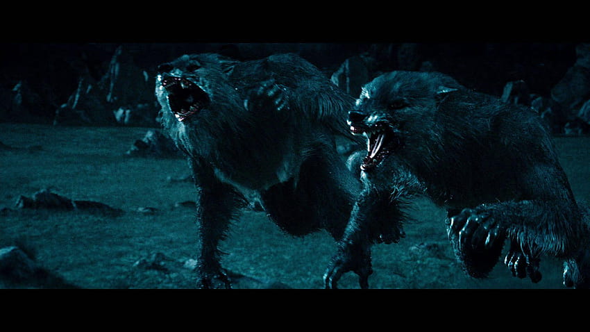 Underworld Werewolves, of underworld wear wolfs HD wallpaper