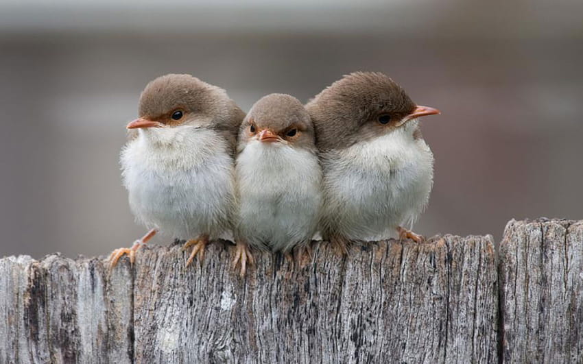 Tre piccoli uccelli [1280x800] per il tuo , cellulare e tablet Sfondo HD
