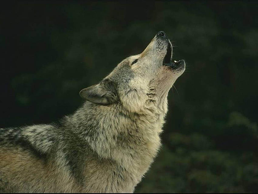 Información sobre los lobos:, lobos salvajes HD wallpaper