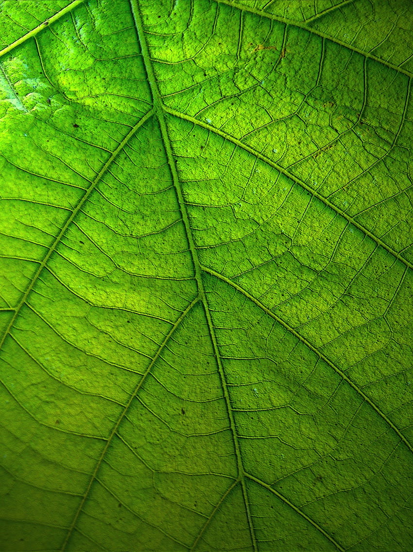 Green Leaf, green scenery android mobile HD phone wallpaper