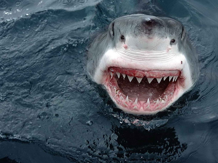 white shark mouth white shark mouth white shark [1280x960] for your , Mobile & Tablet HD wallpaper