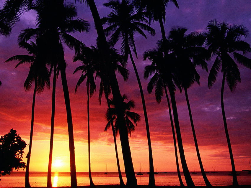 Pink Tropical Beach, tropical beach sunset HD wallpaper