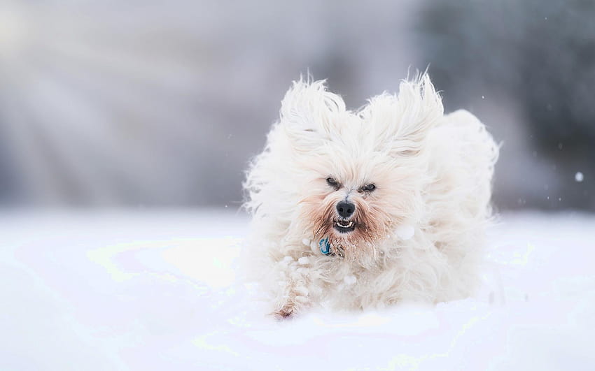 Bichon Havanese, white curly little dog, winter puppies HD wallpaper