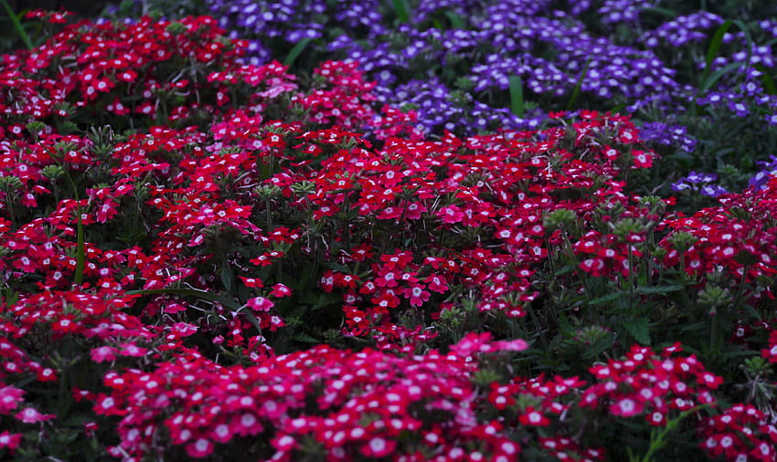 red white purple flower field, red and white verbena HD wallpaper