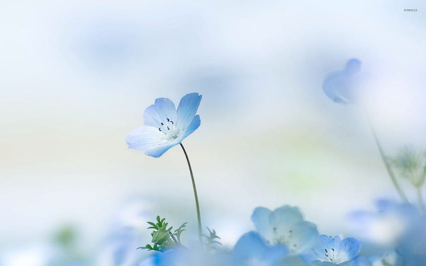 light blue flowers HD wallpaper