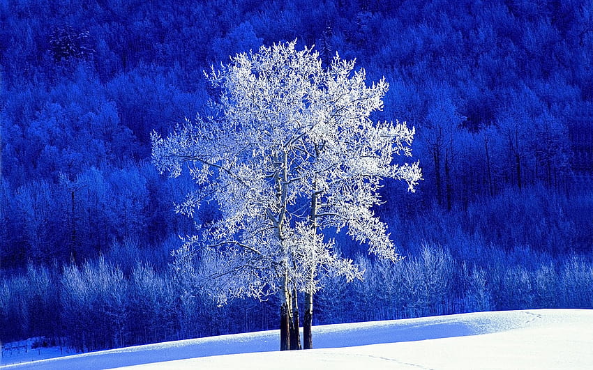 Bela paisagem de inverno, paisagens de inverno papel de parede HD