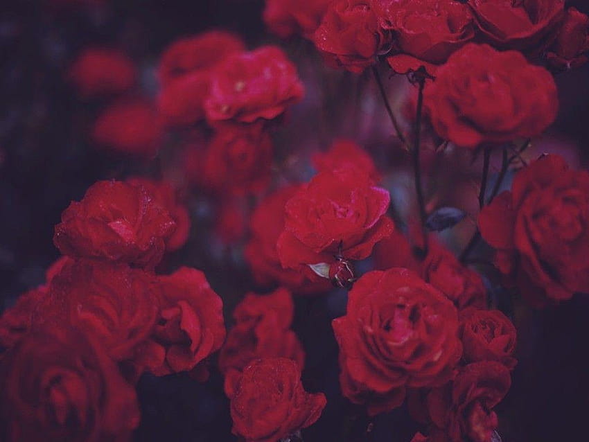 Grunge Rose Ästhetik, weiche Ästhetik HD-Hintergrundbild