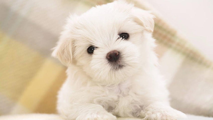 white fluffy puppy 1280x720 HD wallpaper