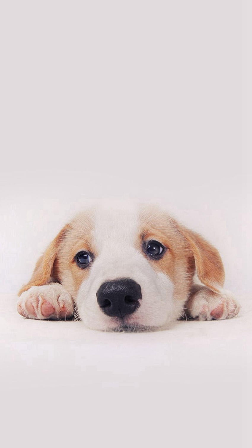 Cute Puppy Dog Pet, cute puppies for mobile HD phone wallpaper
