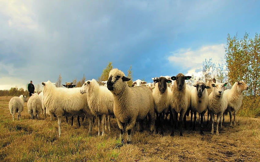 Cute Sheep, cute lambs HD wallpaper
