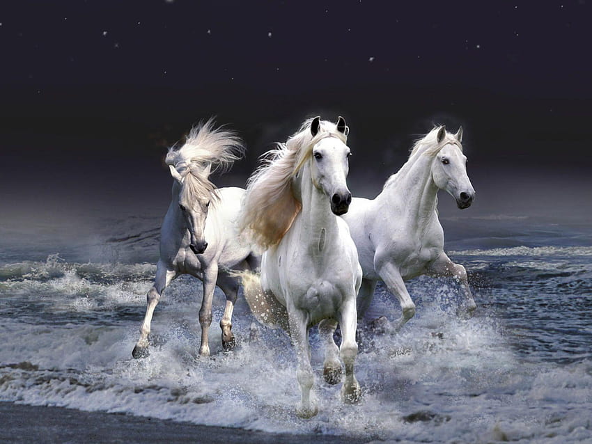 White Horses HD wallpaper | Pxfuel